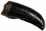 Juvenile Tyrannosaur Tooth - Judith River Formation #300182-1